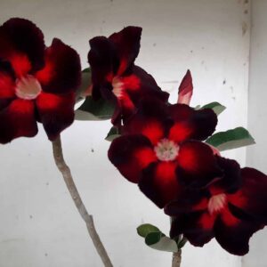 Planta Simples 1305 – 35cm – 2 anos