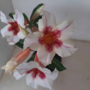 Planta Simples 1306 – 30cm – 2 anos