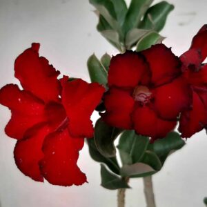 Planta Simples 1307 – 30cm – 2 anos