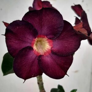 Planta Simples 1308 – 35cm – 2 anos
