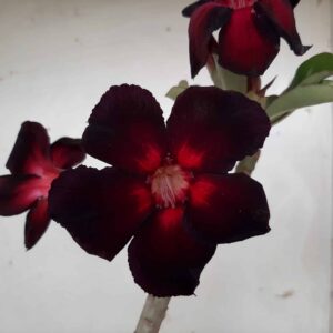 Planta Simples 1309 – 35cm – 3 anos
