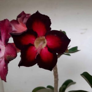 Planta Simples 1310 – 35cm – 3 anos