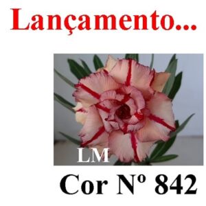 ENXERTO 8447 – 20cm (cor LM 842)