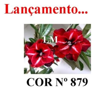 ENXERTO 8461 – 20cm (cor LM 879)