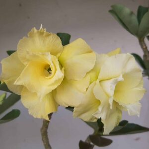 Planta Dobrada 1326 – 40cm – 03 anos