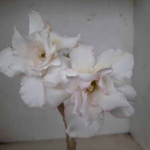 Planta Dobrada 1330 – 30cm – 02 anos