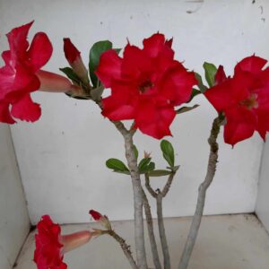 Planta Dobrada 1331 – 30cm – 02 anos