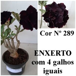 ENXERTO 8373 – 25cm (cor LM 289)