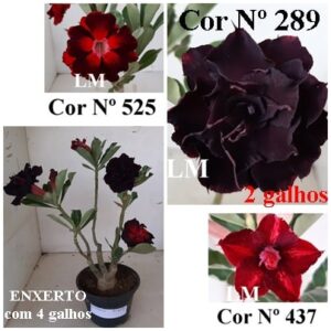 ENXERTO 8375 – 30cm (cor LM 437, LM 525 e LM 289)
