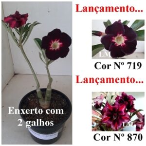 ENXERTO 8376 – 22cm (cor LM 719 e LM 870)
