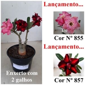 ENXERTO 8382 – 20cm (cor LM 855 e LM 857)