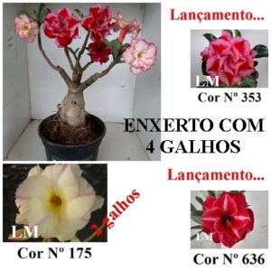 ENXERTO 8427 – 40cm (cor LM 175, LM 353 e LM 636)