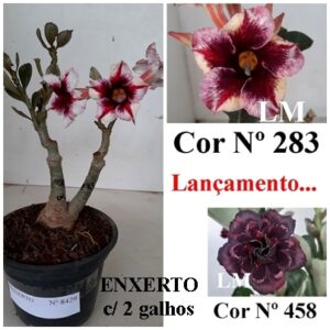 ENXERTO 8429 – 20cm (cor LM 283 e LM 458)