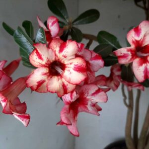 Planta Simples 1330 – 70cm – 05 anos