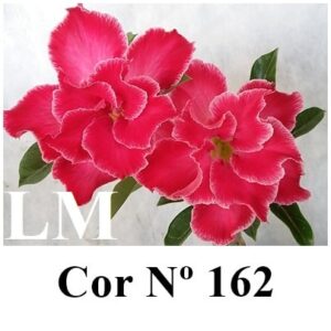ENXERTO 8603 – 20cm (cor LM 162)