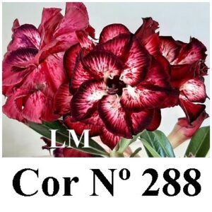 ENXERTO COR LM 288