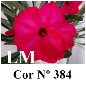 ENXERTO 8590 – 20cm (cor LM 384)