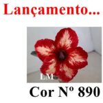 ENXERTO COR LM 890