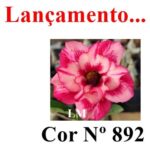 ENXERTO COR LM 892