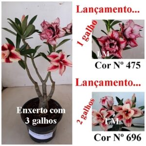 ENXERTO 8567 – 30cm (cor LM 575 e LM 696)