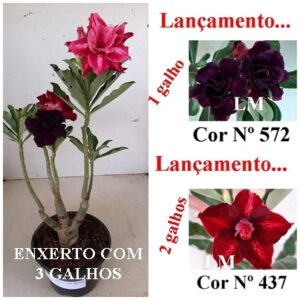 ENXERTO 8573 – 30cm (cor LM 572 e LM 437)