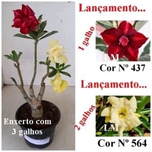 ENXERTO 8680 – 25cm (cor LM 437 e LM 564)