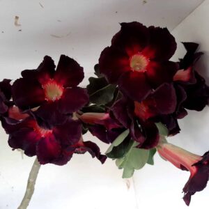 Planta Simples 1335 – 70cm – 4 anos
