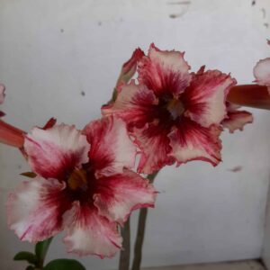 Planta Simples 1338 – 30cm – 2 anos