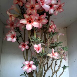 Planta Simples 1339 – 70cm – 6 anos