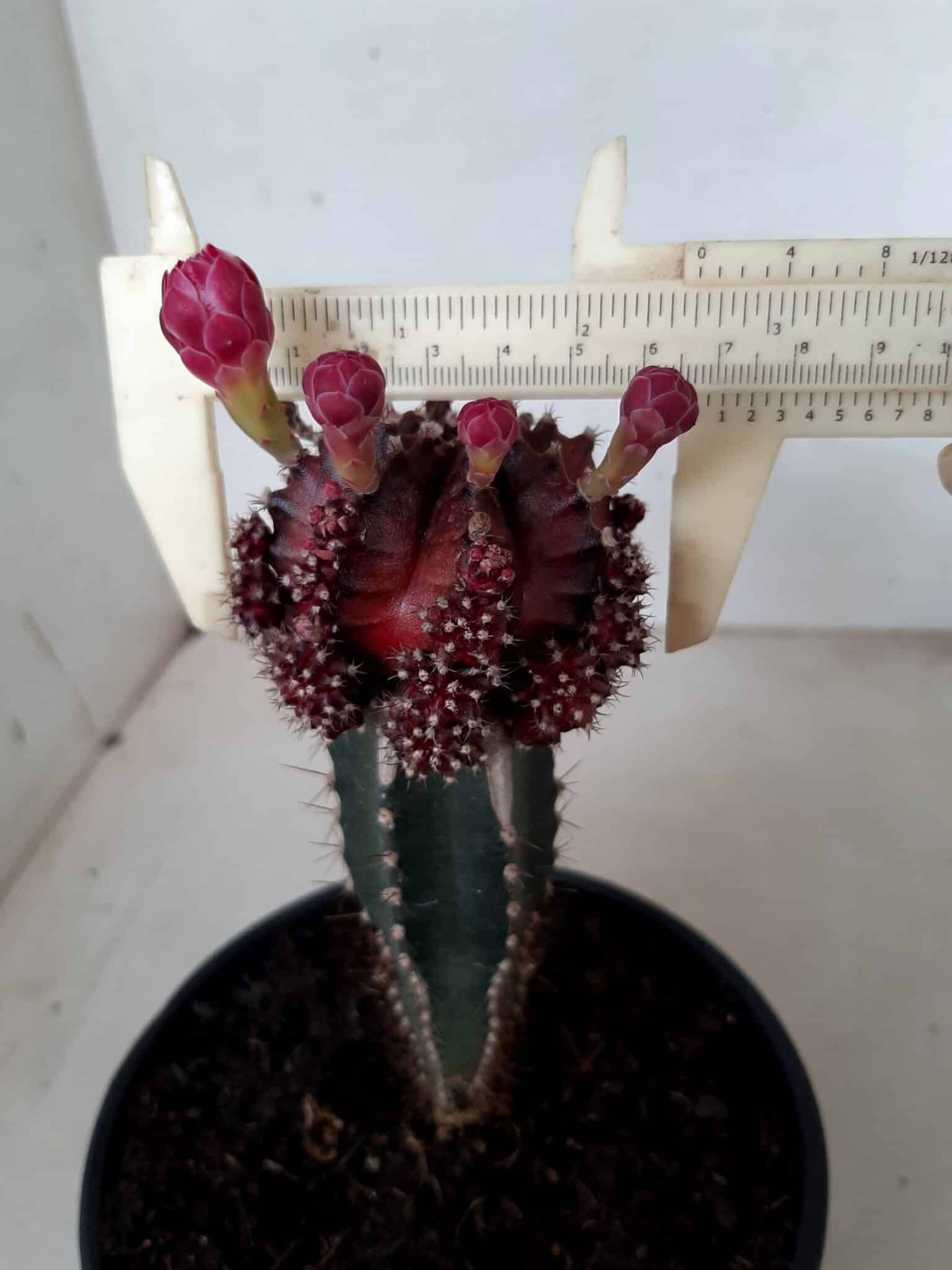 GYMNOCALYCIUM MIHANOVICHII Nº 14 “vermelho importado” – Cactos colorido –  Vaso 14 – Adenium Rosa do Deserto – Luis Michelon
