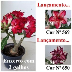 ENXERTO 8870 – 20cm (cor LM 569 e LM 650)