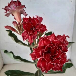 ENXERTO 8955 – 25cm (cor LM 876) HIHANNA