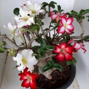ENXERTO 8982 – 30cm (3 cores de MINI - ROSA, BRANCA e VERMELHA)