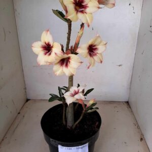 Planta Simples 1344 – 35cm – 02 anos