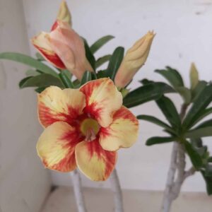 Planta Simples 1345 – 30cm – 02 anos
