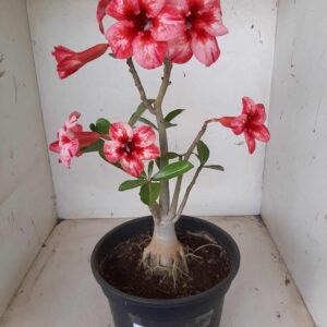 Planta Simples 1346 – 30cm – 02 anos