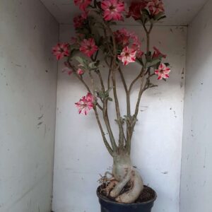 Planta Simples 1349 – 70cm – 06 anos