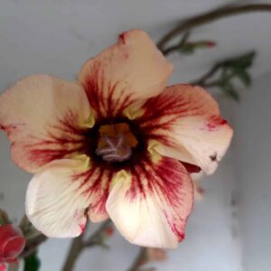 Planta Simples 1362 – 75cm – 4 anos