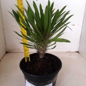 Pachypodium Lamerei "Palmeira de Madagascar" - Nº 05