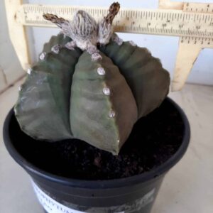 ASTROPHYTUM cv KIKKO Nº 36 – vaso 15