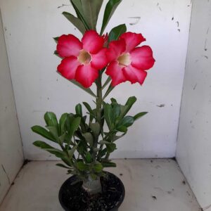 Planta Simples 1368 – 30cm – 02 anos