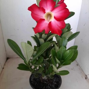 Planta Simples 1369 – 30cm – 02 anos