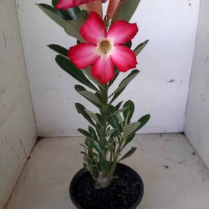Planta Simples 1370 – 30cm – 02 anos