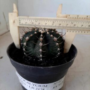 GYMNOCALYCIUM Friedrichii LB 2178 - Nº 02 – vaso 11
