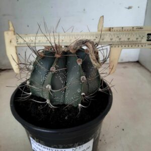 ASTROPHYTUM CAPRICÓRNIO Nº 57 – vaso 15