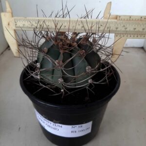 ASTROPHYTUM CAPRICÓRNIO Nº 58 – vaso 15