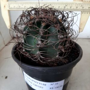 ASTROPHYTUM CAPRICÓRNIO Nº 59 – vaso 15