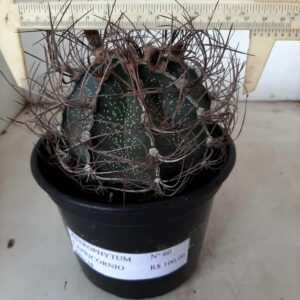 ASTROPHYTUM CAPRICÓRNIO Nº 60 – vaso 15