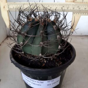 ASTROPHYTUM CAPRICÓRNIO Nº 61 – vaso 15