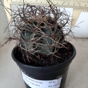 ASTROPHYTUM CAPRICÓRNIO Nº 62 – vaso 15